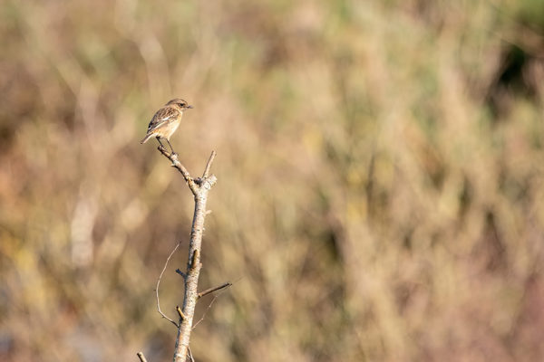 Stonechat