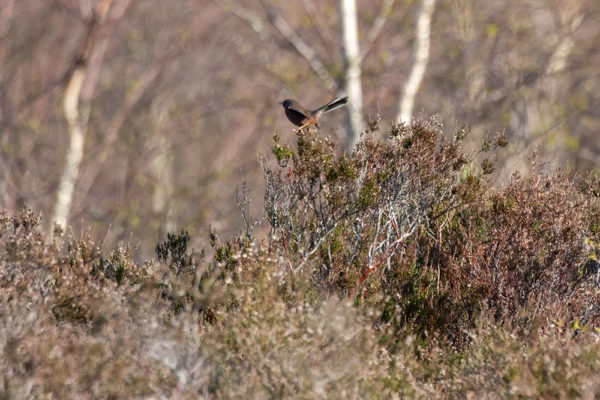 Dartford Warbler