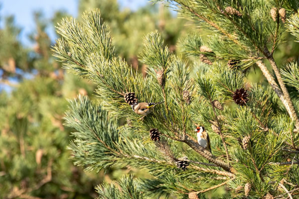 Goldfinches Feeding on Pinecones