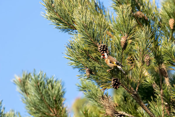 Goldfinch eating from fircone