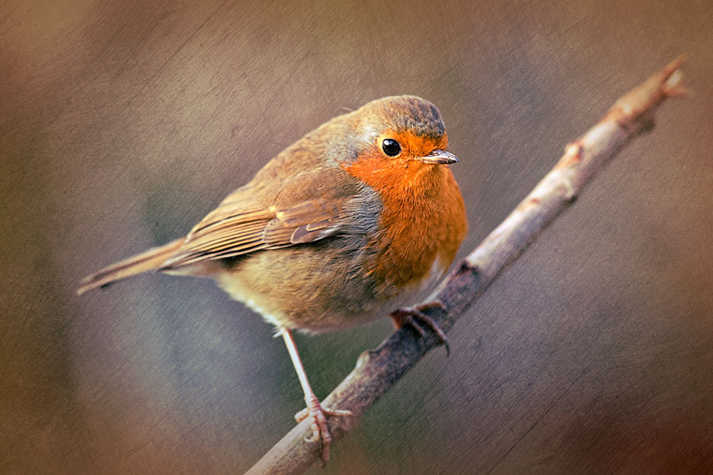 Bronzed Robin